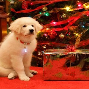 Foto En busca de Santa Can