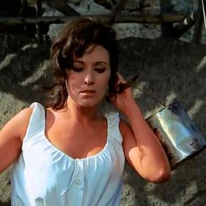 Foto Los gallos de la madrugada