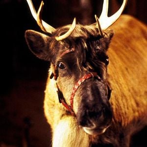 Foto Blizzard, el reno mágico