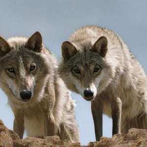 Foto El último lobo (Wolf Totem)