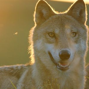Foto El último lobo (Wolf Totem)