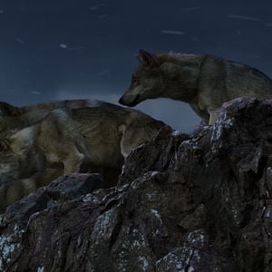Foto El último lobo (Wolf Totem)