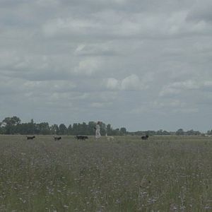 Foto La Mujer de Los Perros