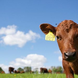 Foto Vendrán tiempos mejores