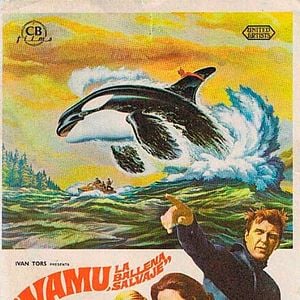 Foto Namu, la ballena salvaje