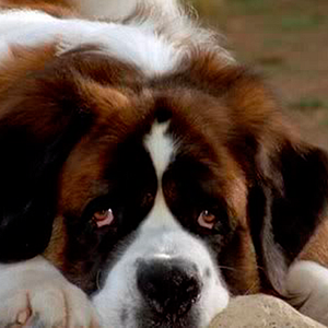 Foto Beethoven 5. El perro buscatesoros