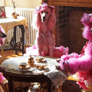 Foto Pudsey, el perro