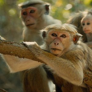 Foto El reino de los monos