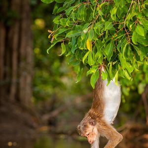 Foto El reino de los monos