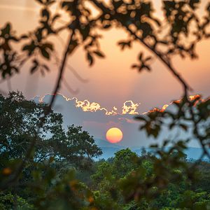 Foto El reino de los monos