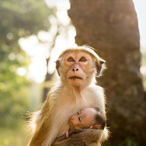 Foto El reino de los monos