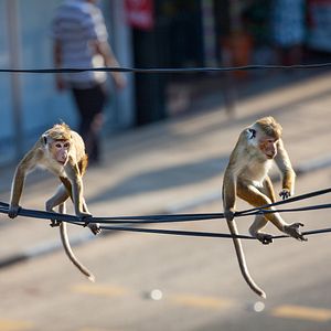 Foto El reino de los monos