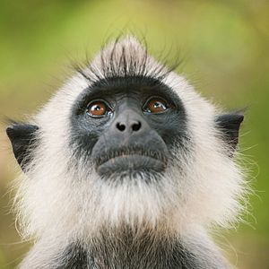 Foto El reino de los monos