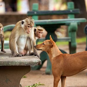 Foto El reino de los monos