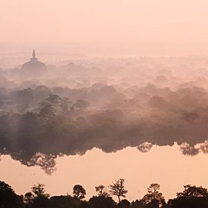 Foto El reino de los monos