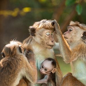 Foto El reino de los monos