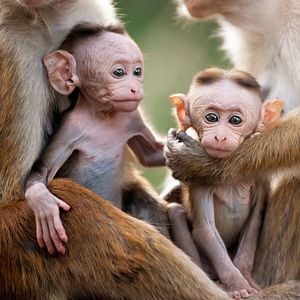 Foto El reino de los monos