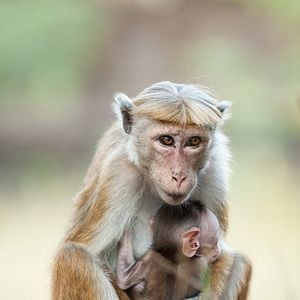 Foto El reino de los monos