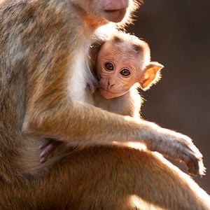 Foto El reino de los monos