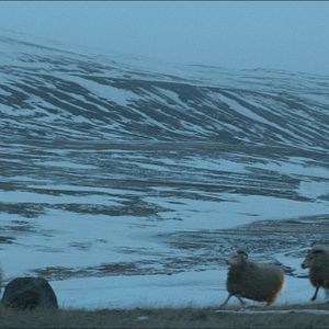 Foto Rams (El valle de los carneros)