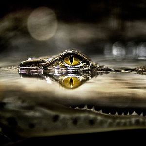 Foto Predator X: Extinción