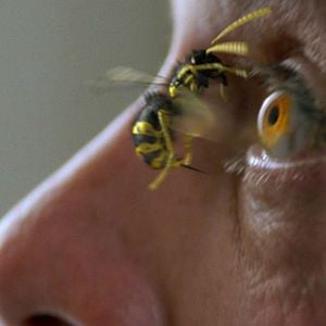 Foto Atrapados en el enjambre