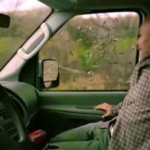 Foto Atrapados en el enjambre