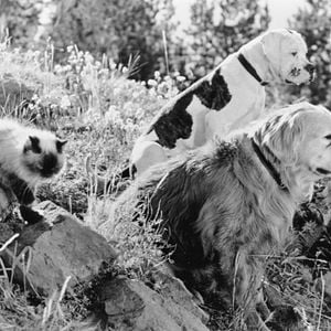 Foto De vuelta a casa. Un viaje increíble