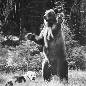 Foto De vuelta a casa. Un viaje increíble