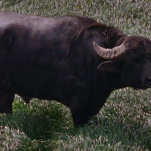 Foto Bella y perdida