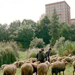 Foto Las mil y una noches: Vol.2, El desconsolado