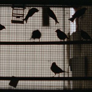 Foto Las mil y una noches: Vol.3, El embelesado