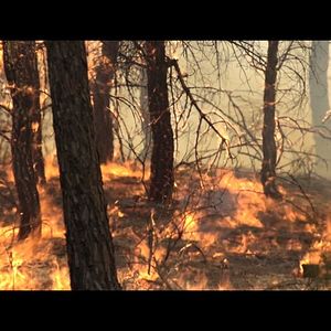 La vida en llamas - Documental 2013