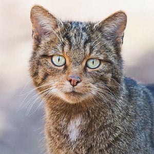 Foto 100 días de soledad