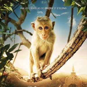 Foto El reino de los monos