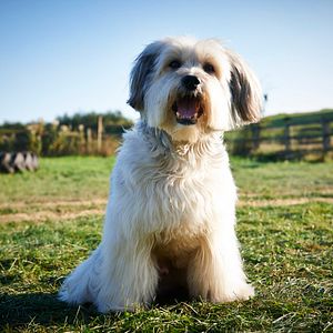 Foto Pudsey, el perro