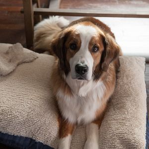 Foto Navidades, ¿bien o en familia?