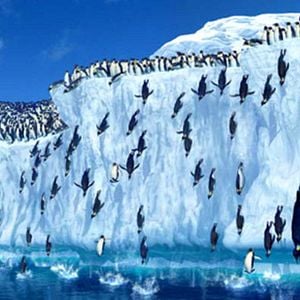 Foto Happy Feet: rompiendo el hielo