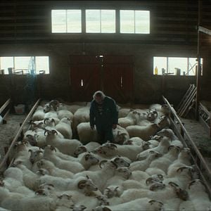 Rams (El valle de los carneros) - Película 2015