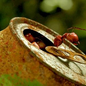 Foto Minúsculos: El valle de las hormigas perdidas