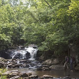Foto Un paseo por el bosque