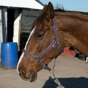 Foto Caballo ganador