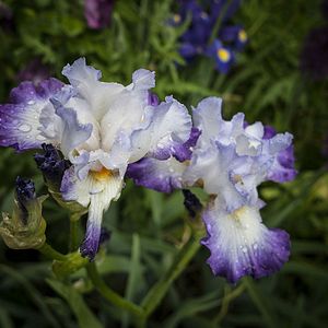 Foto Pintando el jardín moderno: De Monet a Matisse
