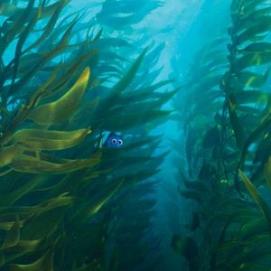 Foto Buscando a Dory
