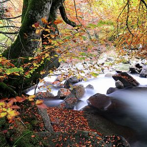 Foto Cantábrico: Los dominios del oso pardo