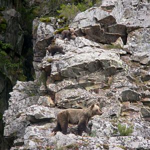 Foto Cantábrico: Los dominios del oso pardo