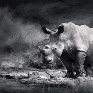 Foto Racing Extinction: Cuenta Regresiva