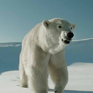 Foto Dos amantes y un oso