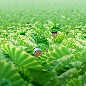 Foto El verano de Kikujiro