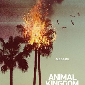 Foto Animal Kingdom